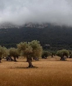 CRAFLAIR ~ Intelligente ~ Handgemaakt Schaakspel Hout 50 Cm ~ Olijfhouten Schaakbord Met Schaakstukken ~ Schaakset ~ Cadeau 18 CRAFLAIR ~ Intelligente ~ Handgemaakt Schaakspel Hout 50 Cm ~ Olijfhouten Schaakbord Met Schaakstukken ~ Schaakset ~ Cadeau -klassieke-spellen Winkel 550x348 6