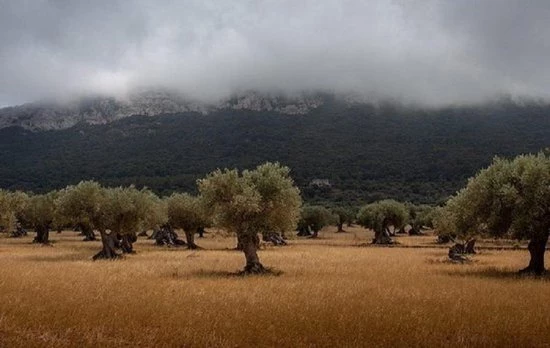 CRAFLAIR ~ Intelligente ~ Handgemaakt Schaakspel Hout 50 Cm ~ Olijfhouten Schaakbord Met Schaakstukken ~ Schaakset ~ Cadeau 8 CRAFLAIR ~ Intelligente ~ Handgemaakt Schaakspel Hout 50 Cm ~ Olijfhouten Schaakbord Met Schaakstukken ~ Schaakset ~ Cadeau - Afbeelding 6